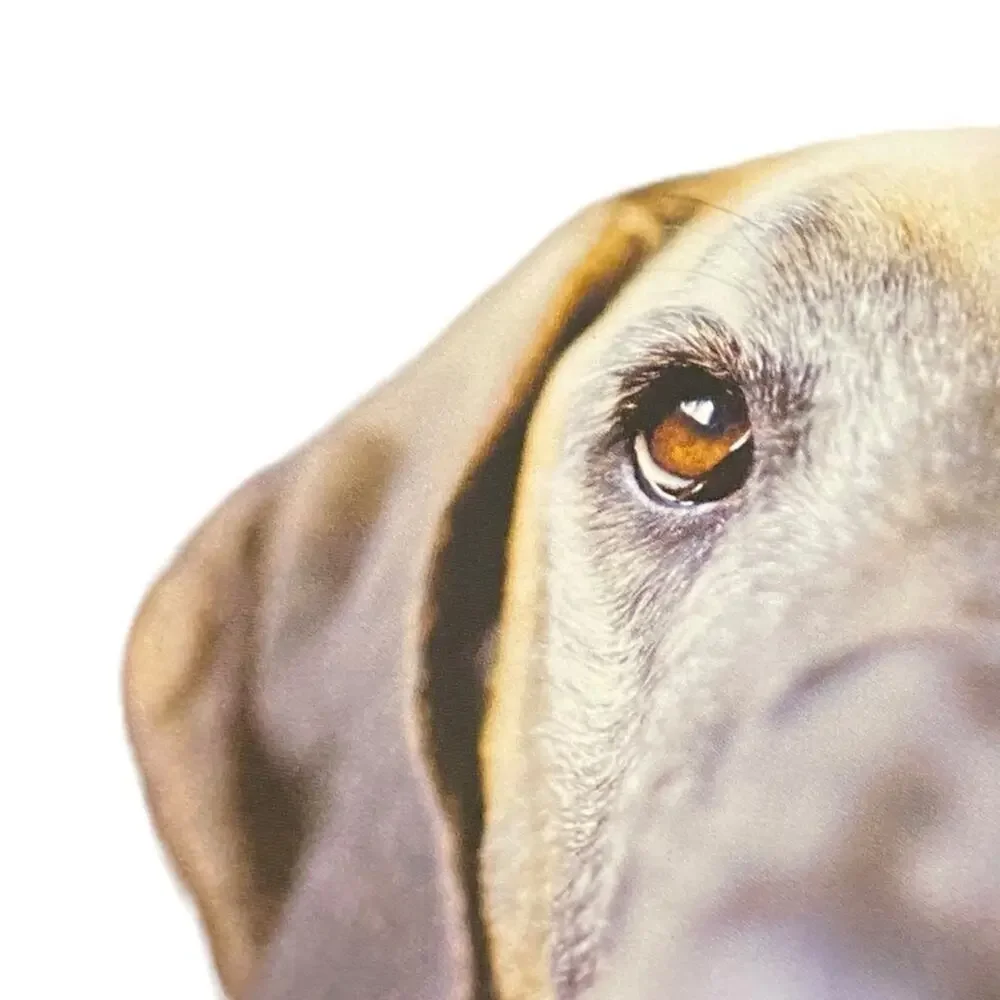 Inside of a Dog: What Dogs See, Smell, and Know